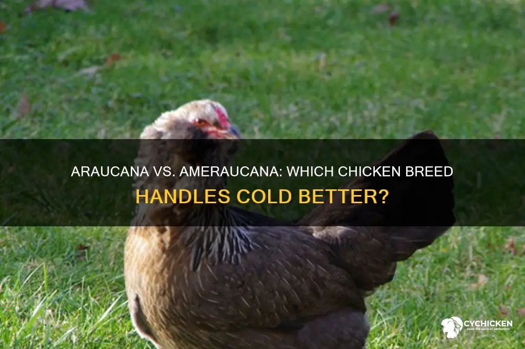 is araucana or ameraucana chicken more cold hardy