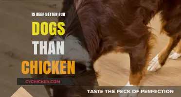Beef vs. Chicken: Which Protein is Better for Your Dog?