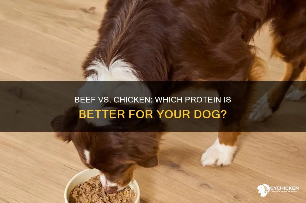 is beef better for dogs than chicken