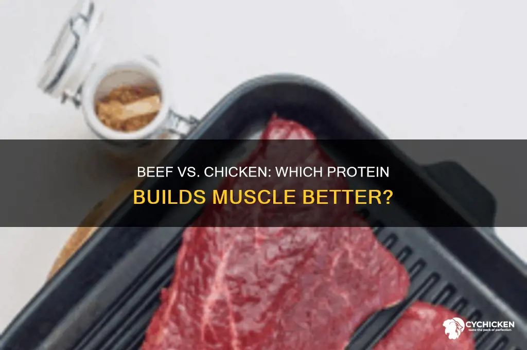 is beef better than chicken for building muscle