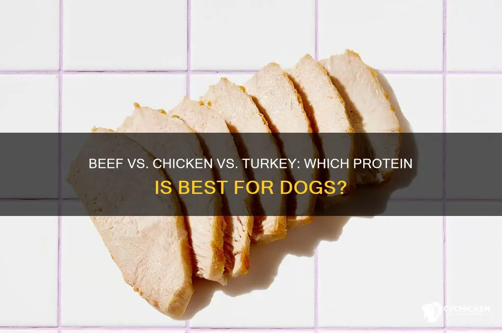 is beef chicken or turkey better for dogs