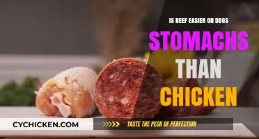 Beef vs. Chicken: Which Protein is Gentler on Your Dog's Stomach?