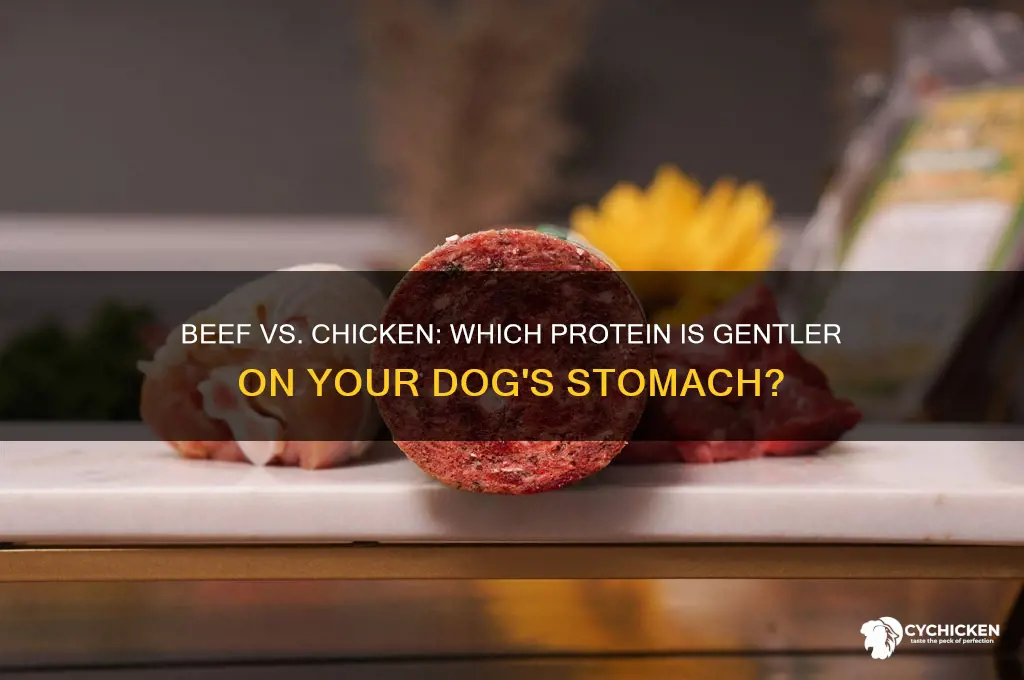 is beef easier on dogs stomachs than chicken