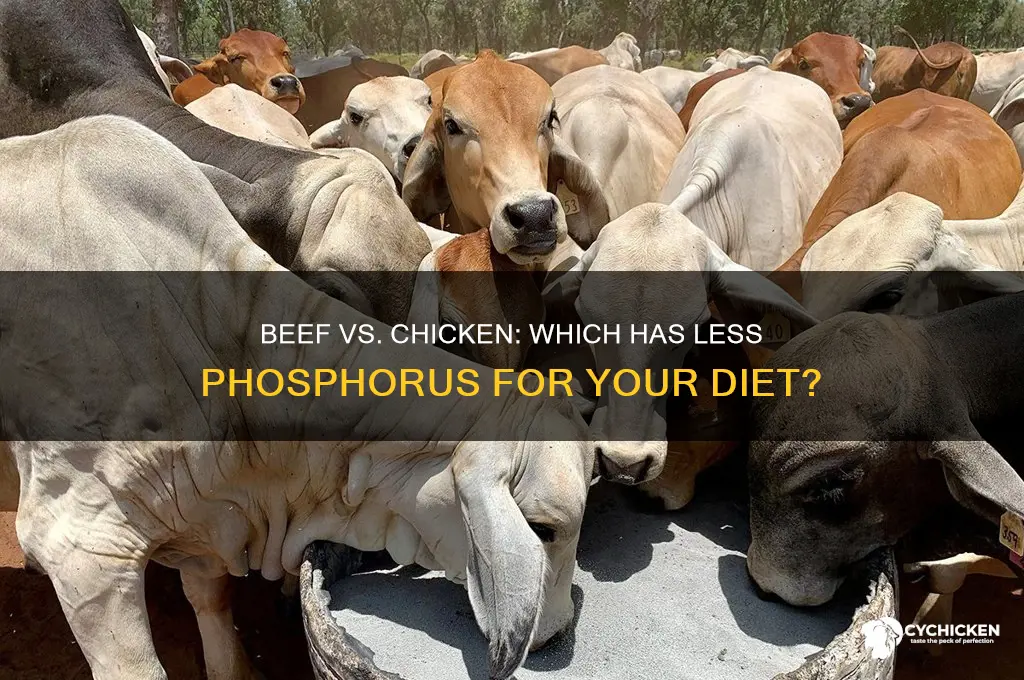 is beef lower in phosphorus than chicken