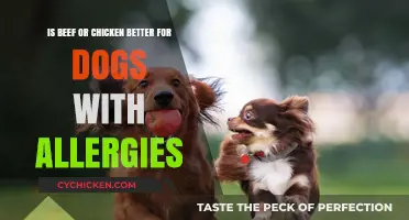 Meat Allergies in Dogs: Chicken or Beef?