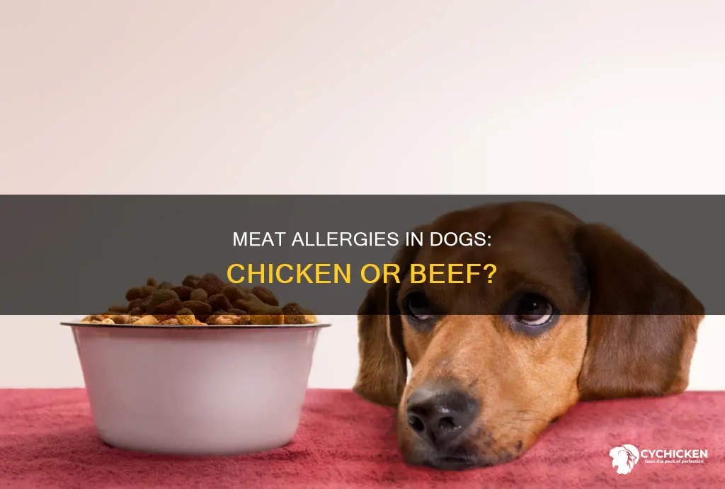 is beef or chicken better for dogs with allergies