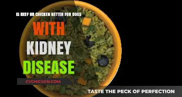 Beef vs. Chicken: The Best Diet for Dogs with Kidney Disease