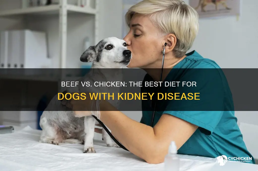 is beef or chicken better for dogs with kidney disease