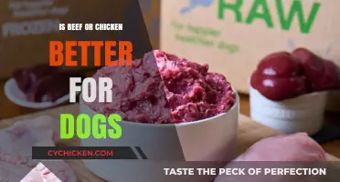 Beef vs. Chicken: Which Protein is Better for Your Dog?