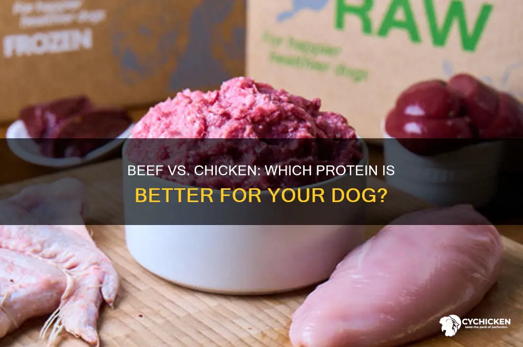 is beef or chicken better for dogs