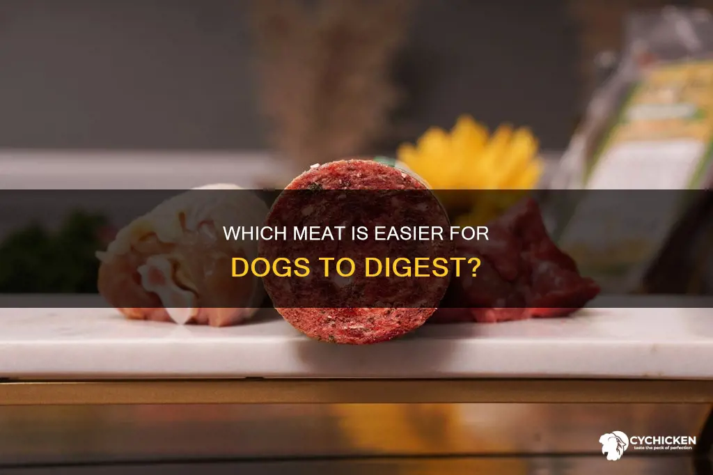is beef or chicken easier for dog to digest