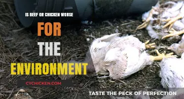 Beef vs. Chicken: Which Meat Has a Bigger Environmental Impact?