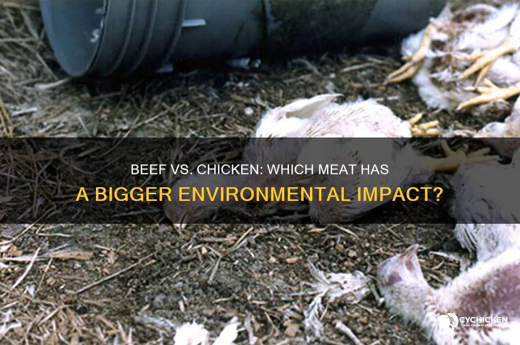 is beef or chicken worse for the environment