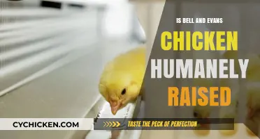 Is Bell & Evans Chicken Humanely Raised? A Detailed Review