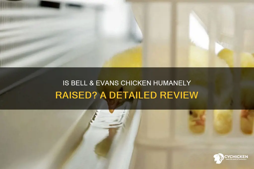 is bell and evans chicken humanely raised