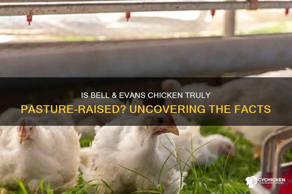 is bell and evans chicken pasture raised