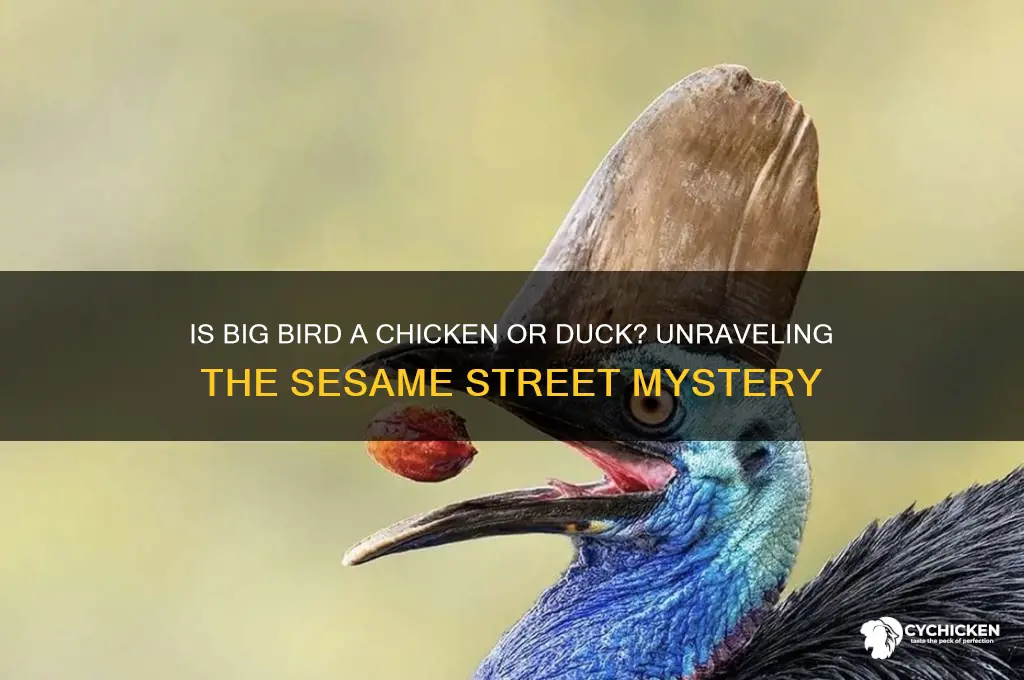 is big bird a chicken or duck