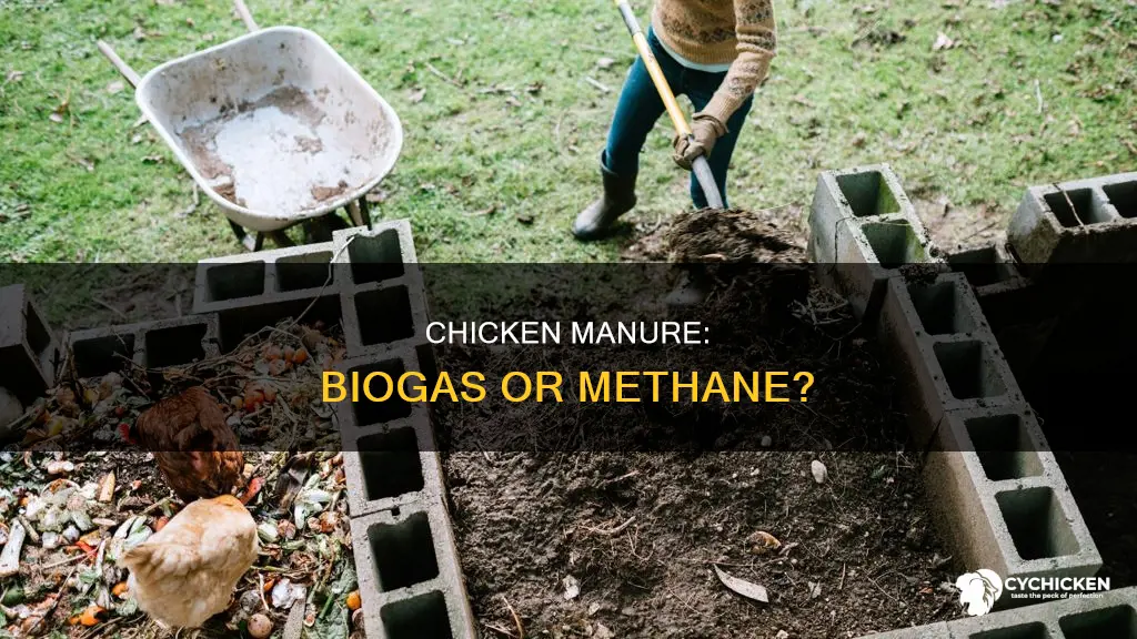 is biogas from chicken manure the same as methane