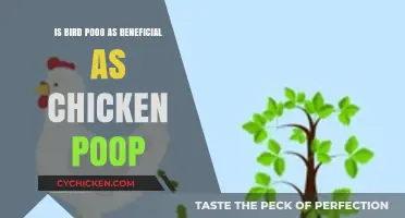 Bird vs. Chicken Poop: Uncovering the Surprising Benefits of Each
