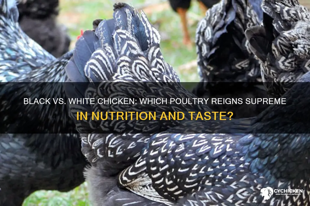 is black chicken better than white chicken