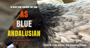 Blue Gem Chicken: Same as Blue Andalusian?