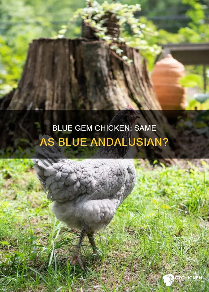 is blue gem chicken the sam as blue andalusian