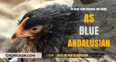 Blue Gem Chicken: Just Another Name for Blue Andalusian?