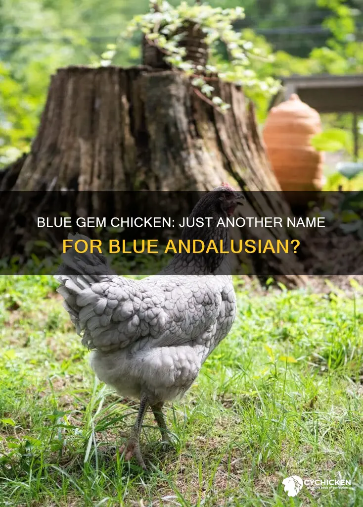 is blue gem chicken the same as blue andalusian