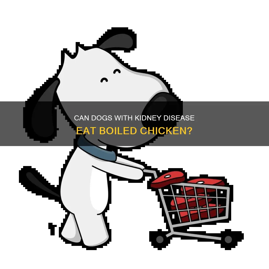 is boiled chicken ok for dogs with kidney disease