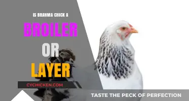 Brahma Chick: Understanding Its Role as Broiler or Layer