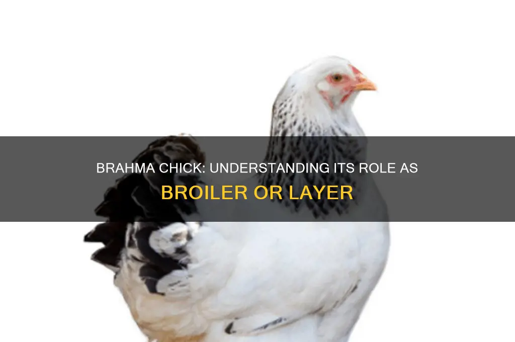is brahma chick a broiler or layer