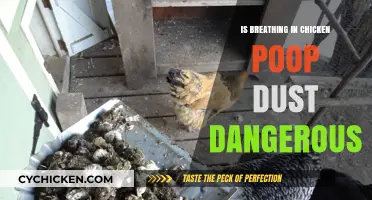 Breathing Chicken Poop Dust: Health Risks and Safety Tips