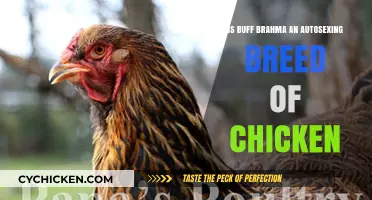 Are Buff Brahmas Autosexing? Uncovering Chicken Breed Traits
