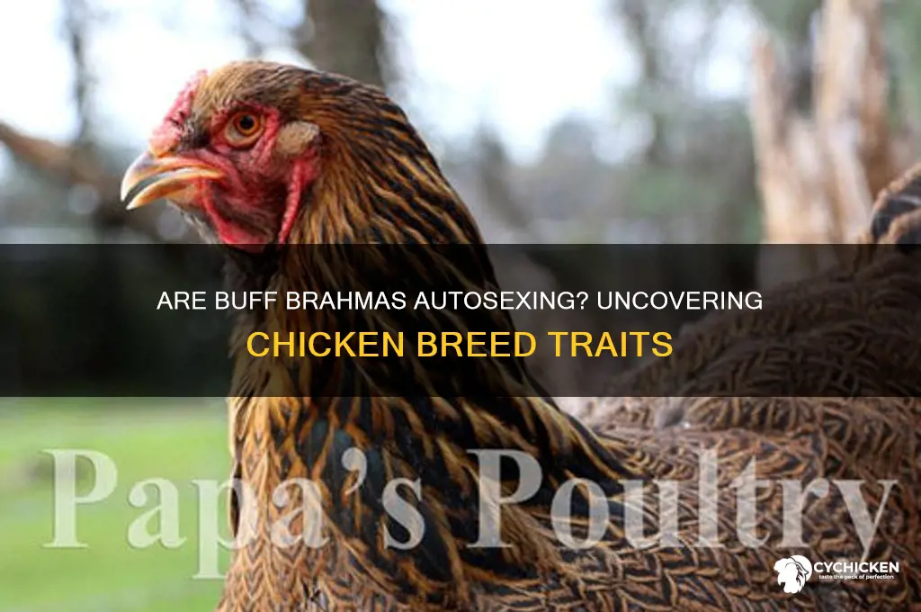 is buff brahma an autosexing breed of chicken