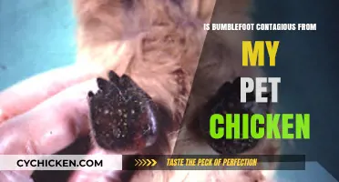 Can Your Pet Chicken's Bumblefoot Spread to Humans or Other Birds?