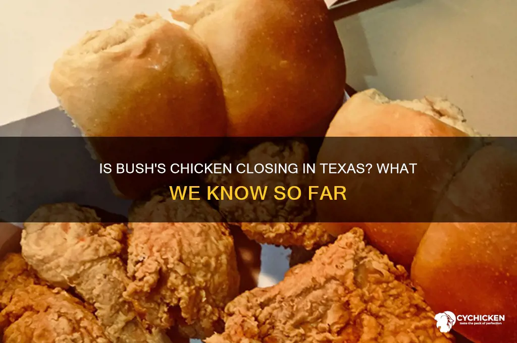 is bush