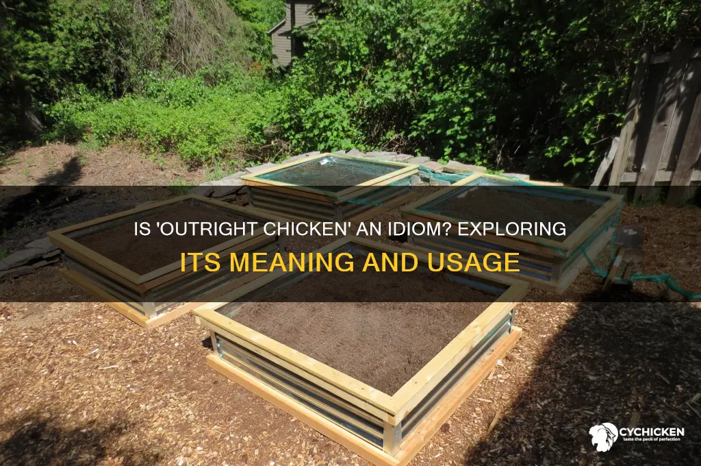 is calling someone an outright chicken an idium