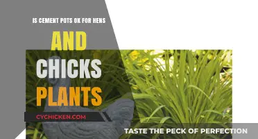 Suitable Planters: Cement Pots for Hens and Chicks?