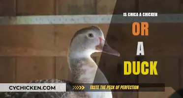 Chica's True Identity: Unraveling the Chicken vs. Duck Debate