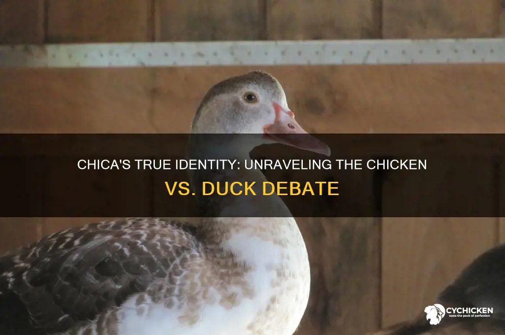 is chica a chicken or a duck