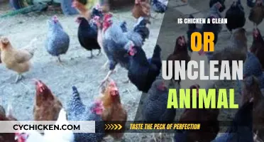 Is Chicken Clean or Unclean? Exploring Biblical and Health Perspectives