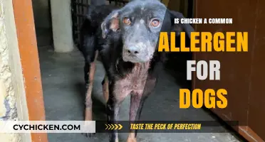 Is Chicken Safe for Dogs? Exploring Canine Allergies and Diet