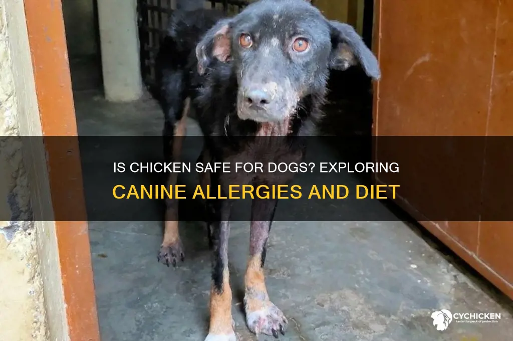 is chicken a common allergen for dogs