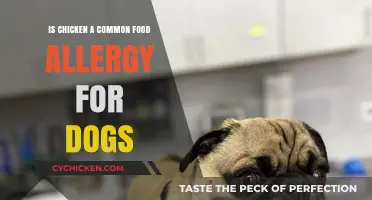 Is Chicken a Common Food Allergy for Dogs? Find Out