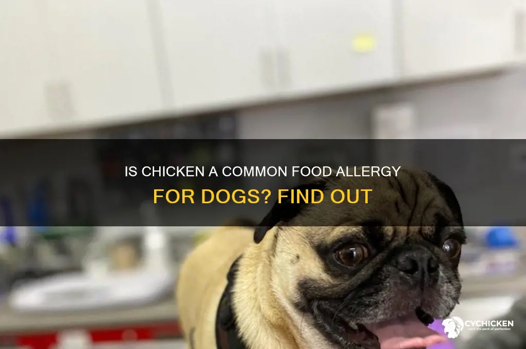 is chicken a common food allergy for dogs
