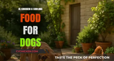 Is Chicken a Cooling Food for Dogs? Facts and Tips