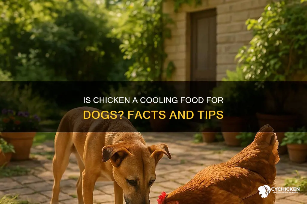 is chicken a cooling food for dogs