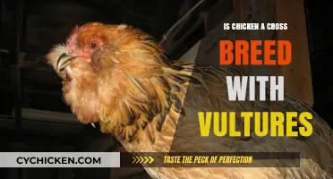 Unraveling the Myth: Are Chickens Crossbred with Vultures?