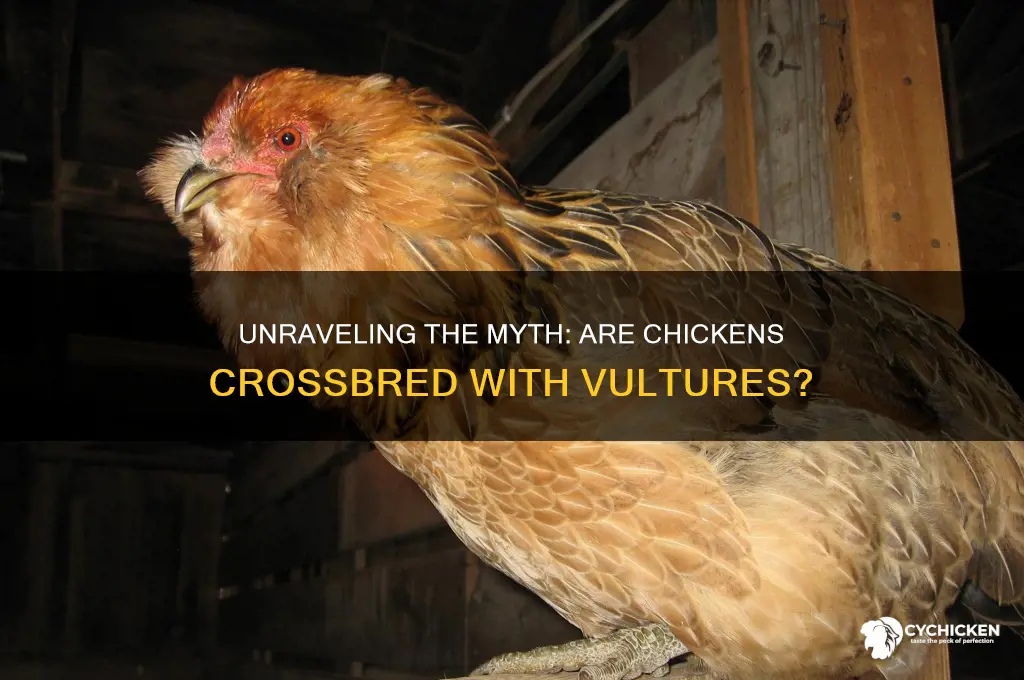 is chicken a cross breed with vultures