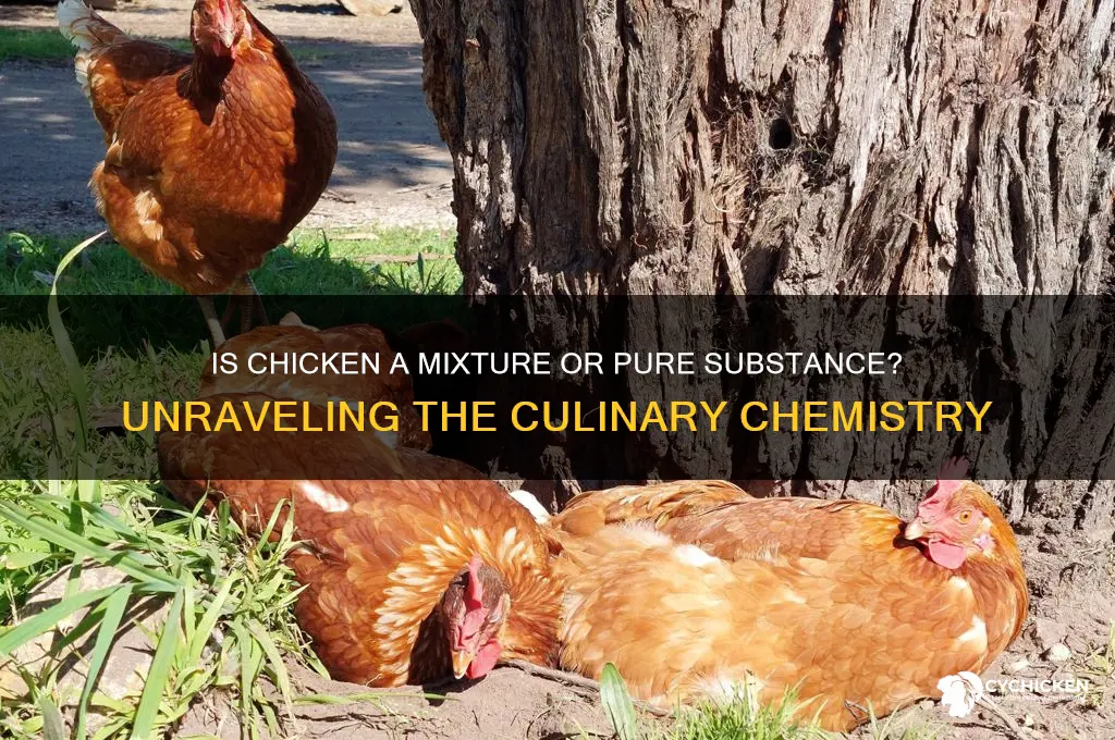 is chicken a mixture or pure substance